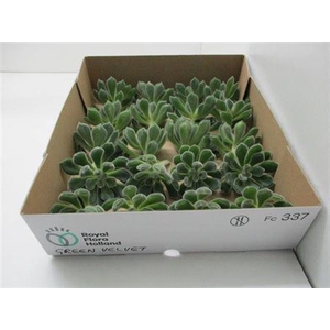 Echeveria Green Velvet