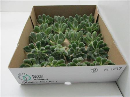 <h4>Echeveria Green Velvet</h4>
