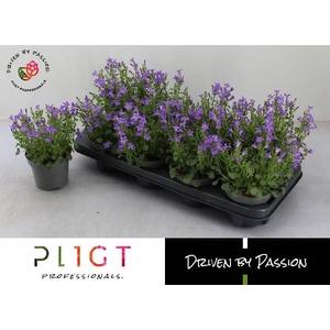 !! PROMO !! CAMPANULA POR DARK TAKE P12