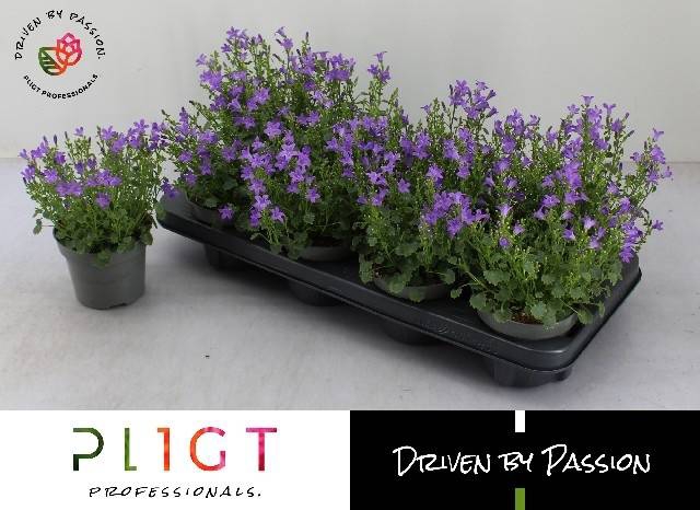 <h4>!! PROMO !! CAMPANULA POR DARK TAKE P12</h4>