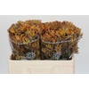 Anigozanthos Bush Blitz