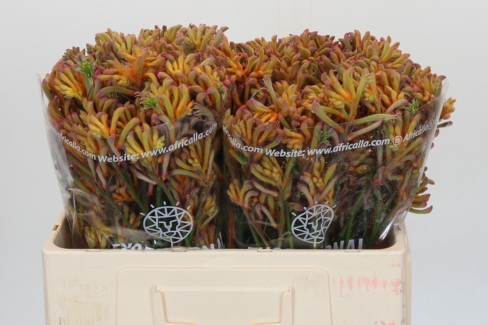 Anigozanthos Bush Blitz