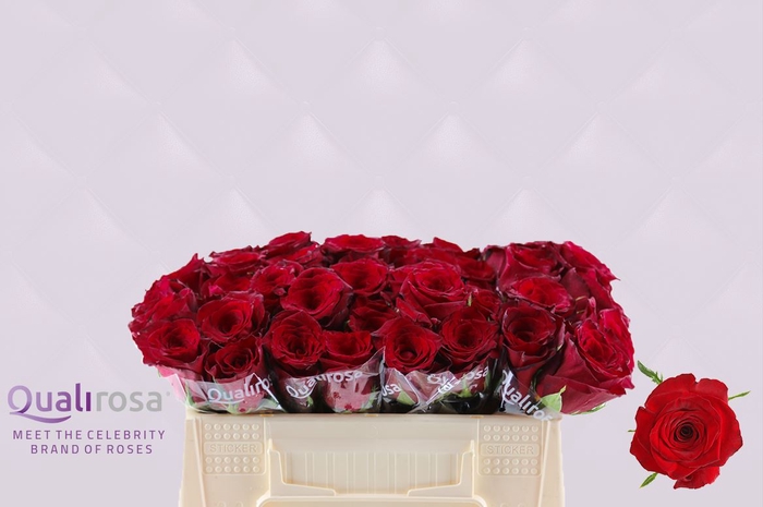 <h4>R Gr Monte Carlo</h4>