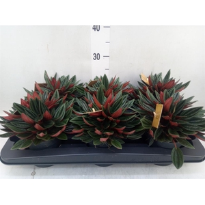 Peperomia caperata 'Rosso'