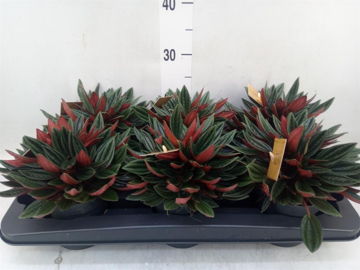 <h4>Peperomia caperata 'Rosso'</h4>