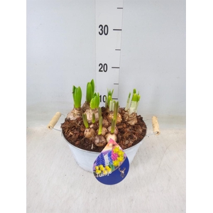 Arr.   Bol/Knolgewas L%