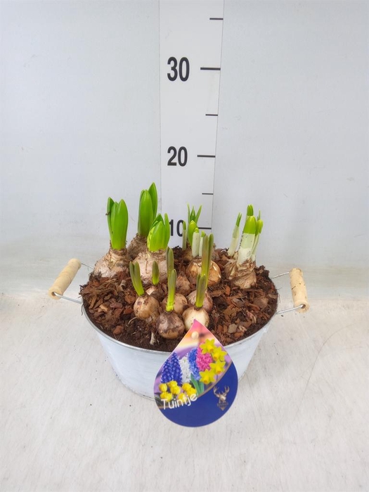 <h4>Arr. Bol/Knolgewas L%</h4>