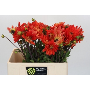 Dahlia Karma Fiesta