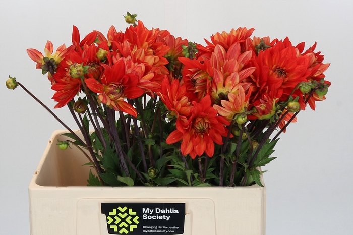 <h4>Dahlia Karma Fiesta</h4>