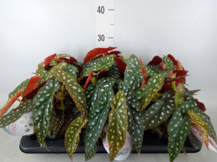 <h4>Begonia maculata</h4>
