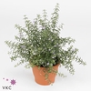 Westringia 'Wynyablle Gem'