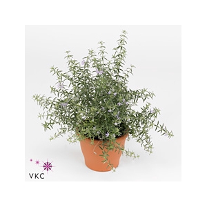 Westringia 'Wynyablle Gem'