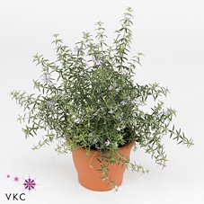 Westringia 'Wynyablle Gem'