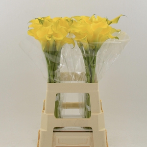 Calla Dutch Gold