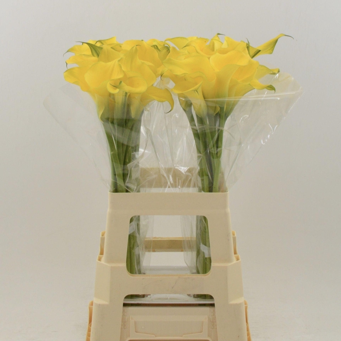 <h4>Calla Dutch Gold</h4>