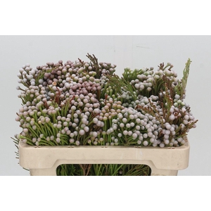 Kaaps Groen Spray Brunia