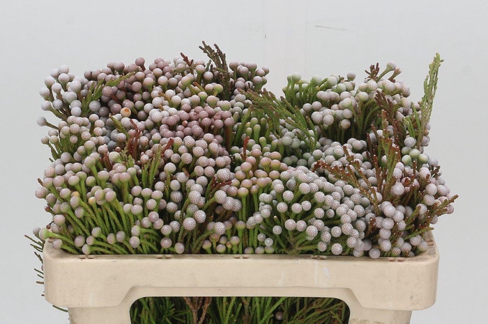 <h4>Kaaps Groen Spray Brunia</h4>