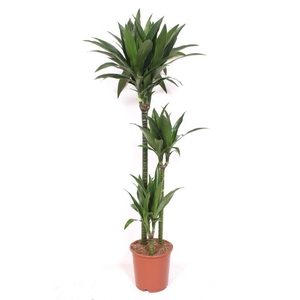Dracaena Janet Craig 90-60-30