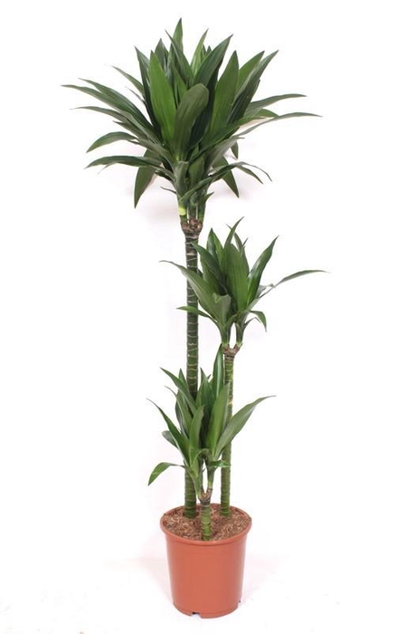 <h4>Dracaena Janet Craig 90-60-30</h4>