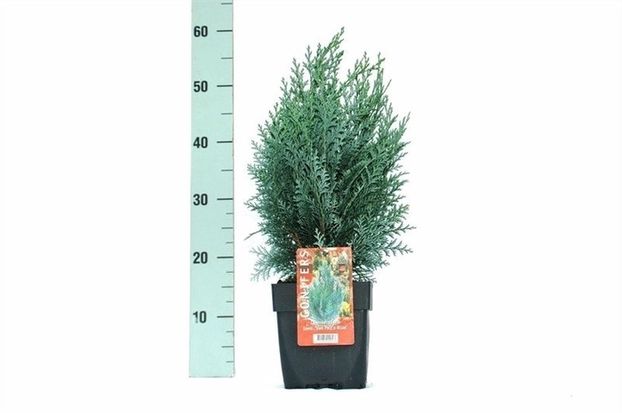 <h4>Chamaecyparis lawsoniana 'Pelt's Blue' P17</h4>