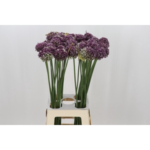 Allium Purple Mystery