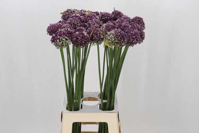 <h4>Allium Purple Mystery</h4>