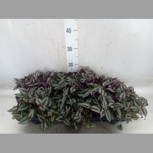 Tradescantia zebr. 'Purpusii'
