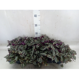 Tradescantia zebr. 'Purpusii'
