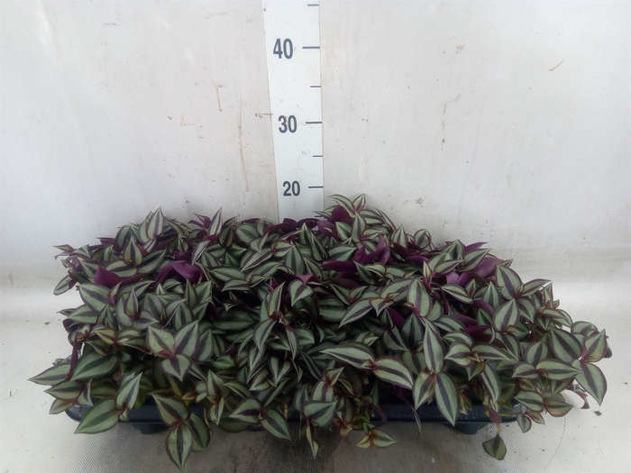 <h4>Tradescantia zebr. 'Purpusii'</h4>