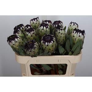 Protea Niobe 70cm