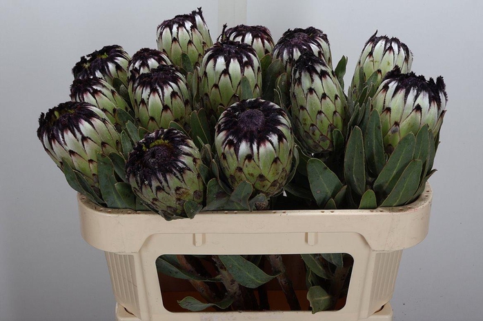 <h4>Protea Niobe 70cm</h4>