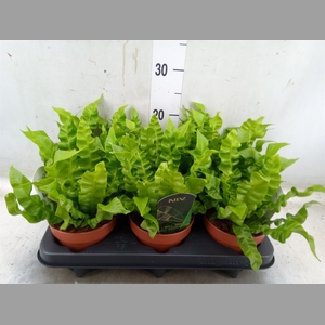 Asplenium nidus 'Crispy Wave'