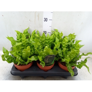 Asplenium nidus 'Crispy Wave'