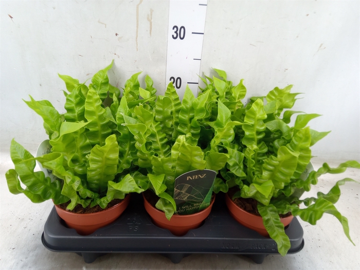 <h4>Asplenium nidus 'Crispy Wave'</h4>