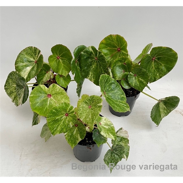 <h4>Begonia Rouge variegata 12cm [B. conchifolia] *NEW*</h4>