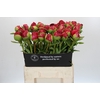 Paeonia Command Performance