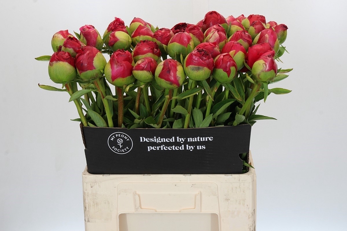 Paeonia Command Performance