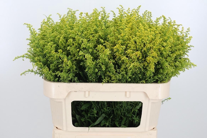 <h4>Soli Tara Gold</h4>