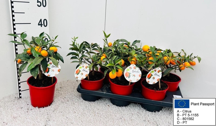 <h4>CITR MARGARITA</h4>