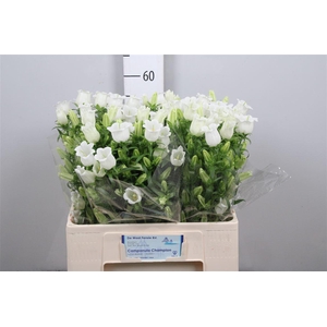 Camp M Champion White 60cm