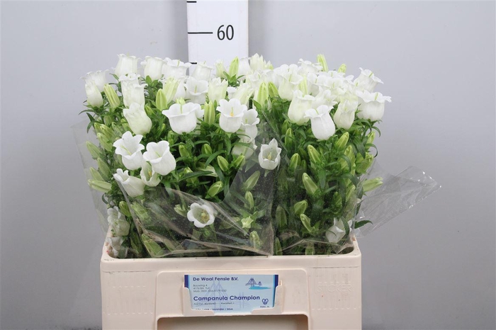 <h4>Camp M Champion White 60cm</h4>