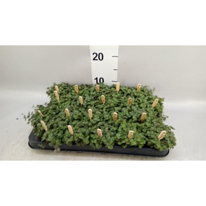 Callisia repens 'Turtle'