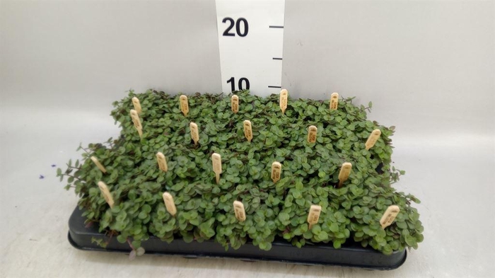 <h4>Callisia repens 'Turtle'</h4>