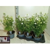 Delp Grandiflorum