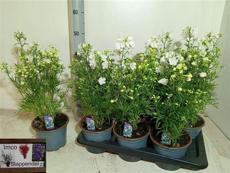 Delp Grandiflorum