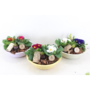 arr4 Primula PL - Zink XL colour mix