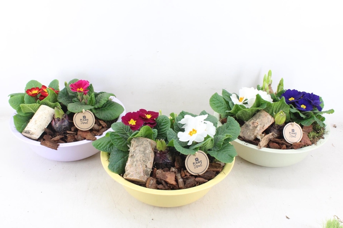 <h4>arr4 Primula PL - Zink XL colour mix</h4>