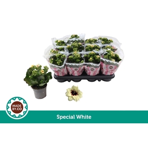 Kalanchoe Serenity Pinkwhite