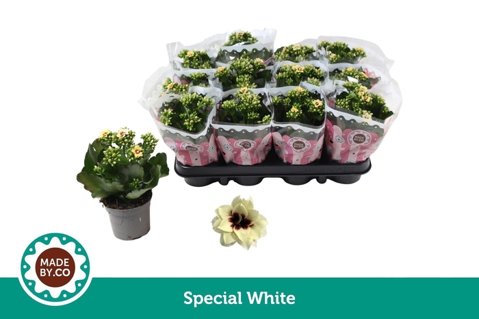 <h4>Kalanchoe Serenity Pinkwhite</h4>