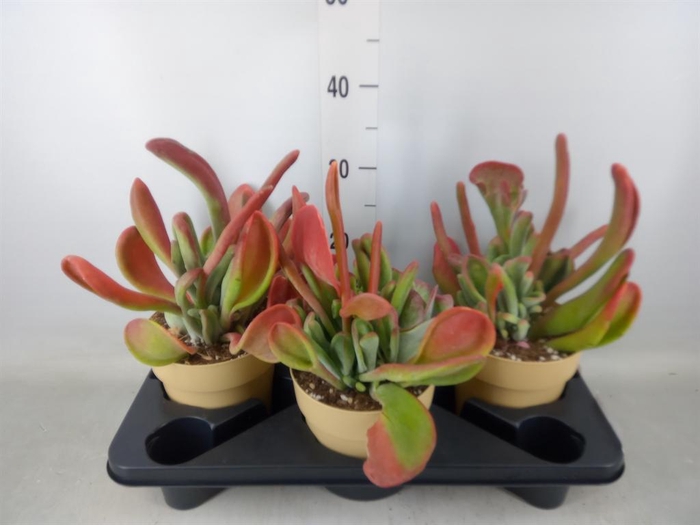 <h4>Kalanchoe NF   ...</h4>